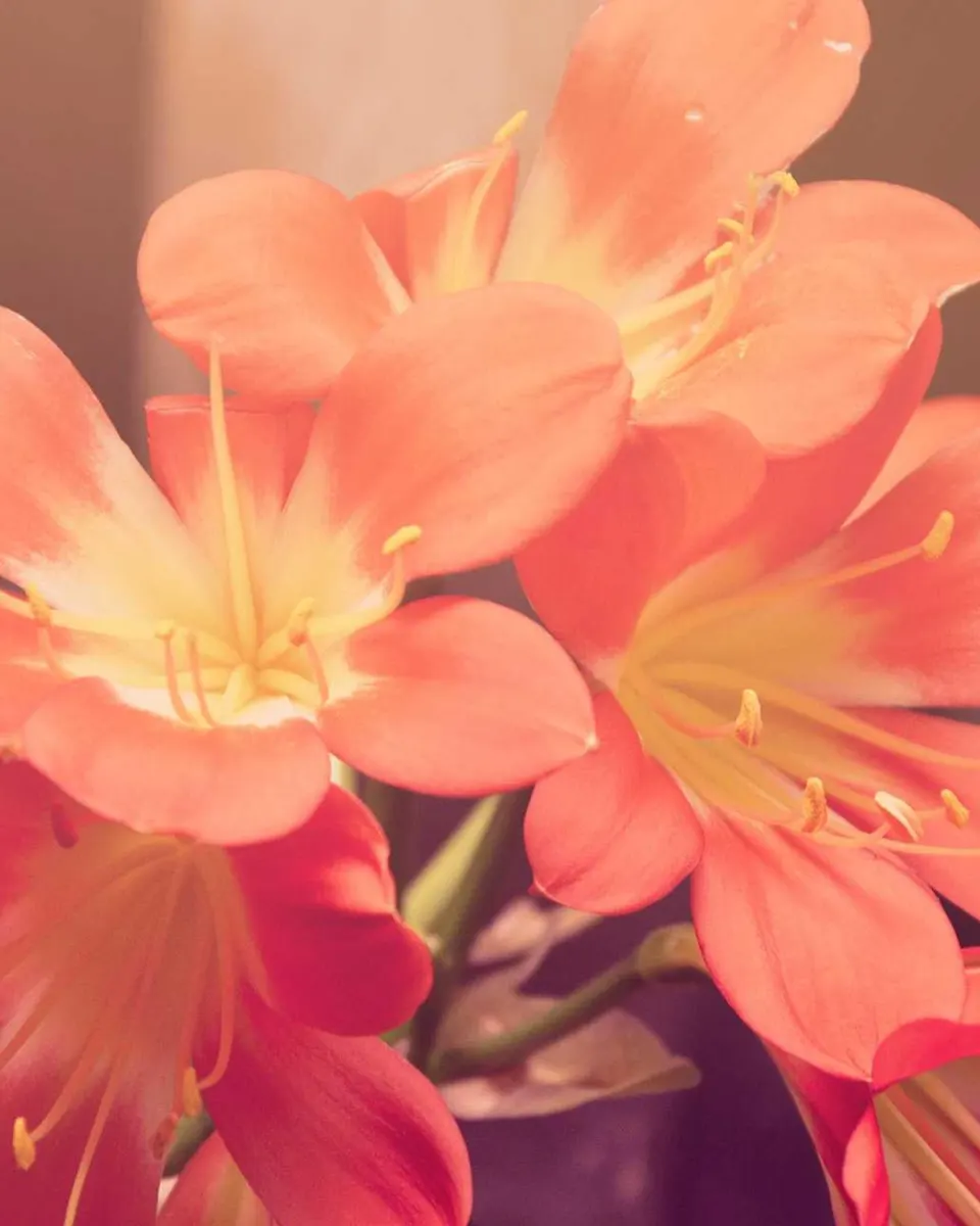 Lilies on the cover of a memorial film for Joan Ellis